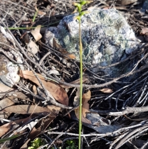 Corunastylis clivicola at Stromlo, ACT - 9 Apr 2020