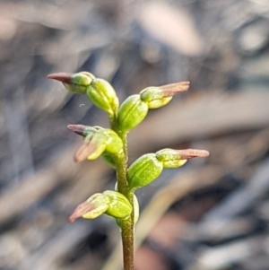 Corunastylis clivicola at Stromlo, ACT - 9 Apr 2020