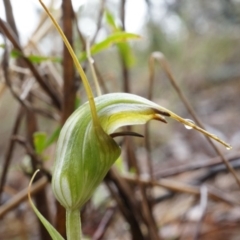 Diplodium laxum (Antelope greenhood) at Hackett, ACT - 5 Apr 2014 by AaronClausen