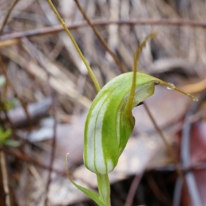 Diplodium laxum at Hackett, ACT - suppressed