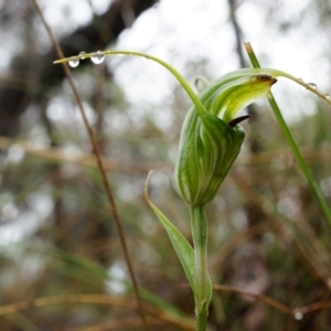 Diplodium laxum at Hackett, ACT - suppressed