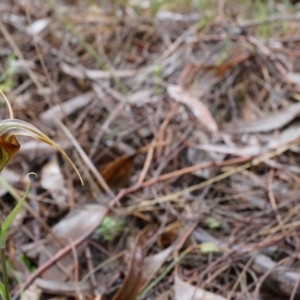 Diplodium laxum at Hackett, ACT - suppressed