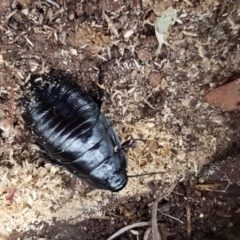 Panesthia australis (Common wood cockroach) at Block 402 - 8 Apr 2020 by trevorpreston