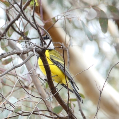 Pachycephala pectoralis (Golden Whistler) at Mount Ainslie to Black Mountain - 6 Apr 2020 by MargD