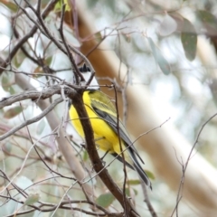 Pachycephala pectoralis (Golden Whistler) at Campbell, ACT - 6 Apr 2020 by MargD