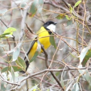 Pachycephala pectoralis at Campbell, ACT - 6 Apr 2020