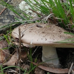 Amanita sp. (Amanita sp.) at The Pinnacle - 9 Apr 2020 by sangio7