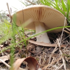 Amanita sp. at Dunlop, ACT - 9 Apr 2020