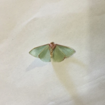 Chlorocoma (genus) (Emerald moth) at Lade Vale, NSW - 8 Apr 2020 by DiH