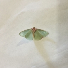 Chlorocoma (genus) (Emerald moth) at Lade Vale, NSW - 8 Apr 2020 by DiH