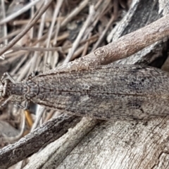 Glenoleon meteoricus (Patch-wing Glenoleon) at Denman Prospect, ACT - 8 Apr 2020 by tpreston