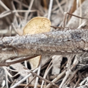 Glenoleon meteoricus at Denman Prospect, ACT - 9 Apr 2020