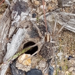 Tasmanicosa sp. (genus) (Unidentified Tasmanicosa wolf spider) at Block 402 - 8 Apr 2020 by trevorpreston