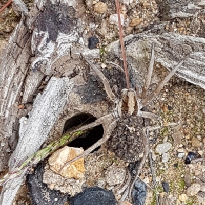 Tasmanicosa sp. (genus) (Unidentified Tasmanicosa wolf spider) at Block 402 - 8 Apr 2020 by trevorpreston