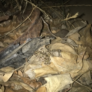 Limnodynastes tasmaniensis at Deakin, ACT - 24 Feb 2020 12:09 AM