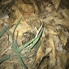 Limnodynastes tasmaniensis at Deakin, ACT - 24 Feb 2020