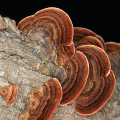 Phaeotrametes decipiens (A Polypore) at Majura, ACT - 8 Apr 2020 by jbromilow50