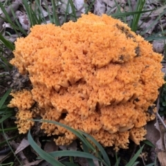 Unidentified Fungus at Wingecarribee Local Government Area - 8 Apr 2020 by BLSHTwo