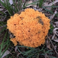 Ramaria sp. (genus) at Welby - 8 Apr 2020 02:02 PM