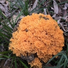 Ramaria sp. (genus) at Welby - 8 Apr 2020 02:02 PM