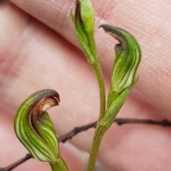 Speculantha rubescens (Blushing Tiny Greenhood) at Denman Prospect, ACT - 9 Apr 2020 by trevorpreston