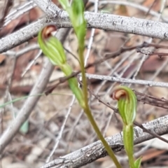 Speculantha rubescens at Denman Prospect, ACT - suppressed