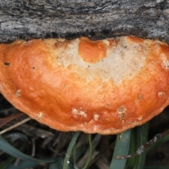 Trametes coccinea (Scarlet Bracket) at Majura, ACT - 8 Apr 2020 by jbromilow50