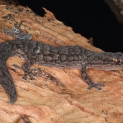 Christinus marmoratus (Southern Marbled Gecko) at Ainslie, ACT - 8 Apr 2020 by jb2602