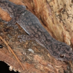 Christinus marmoratus at Ainslie, ACT - 8 Apr 2020 05:21 PM