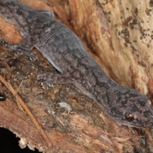 Christinus marmoratus at Ainslie, ACT - 8 Apr 2020