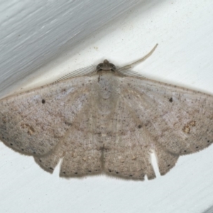 Casbia (genus) at Ainslie, ACT - 8 Apr 2020