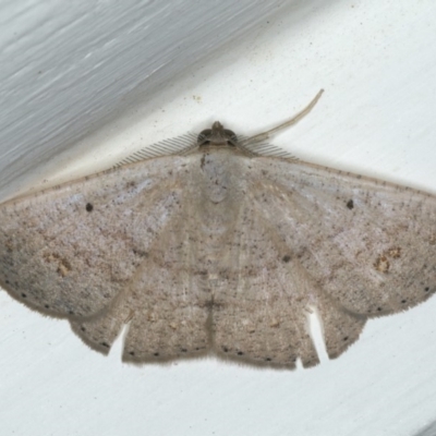 Casbia (genus) (A Geometer moth) at Ainslie, ACT - 8 Apr 2020 by jbromilow50