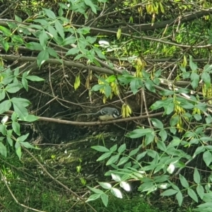 Rhipidura albiscapa at Florey, ACT - 9 Apr 2020
