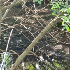 Rhipidura albiscapa at Florey, ACT - 9 Apr 2020