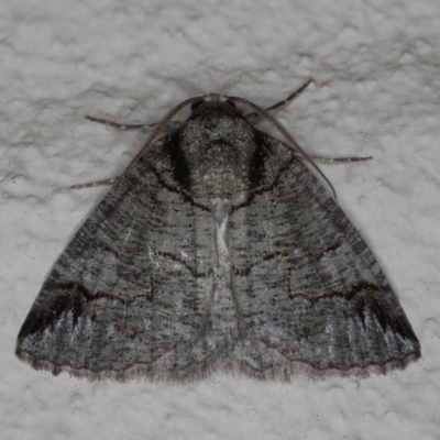 Austroterpna paratorna (Rounded Grey (Geometrinae)) at Ainslie, ACT - 8 Apr 2020 by jb2602