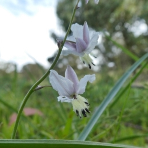 Arthropodium milleflorum at Theodore, ACT - 9 Apr 2020