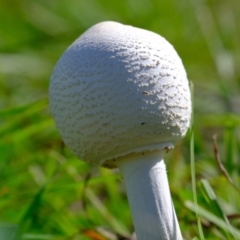 Macrolepiota sp. at Dunlop, ACT - 9 Apr 2020 by Kurt