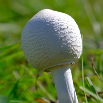 Macrolepiota sp. at Dunlop, ACT - 9 Apr 2020 by Kurt