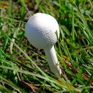 Macrolepiota sp. at Molonglo River Reserve - 9 Apr 2020