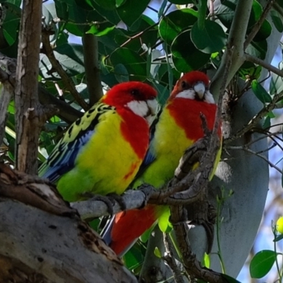 Platycercus eximius (Eastern Rosella) at Molonglo River Reserve - 9 Apr 2020 by Kurt