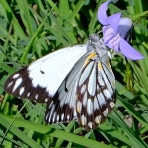 Belenois java at Molonglo River Reserve - 9 Apr 2020 01:41 PM