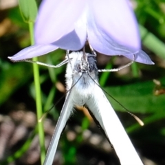 Belenois java at Molonglo River Reserve - 9 Apr 2020