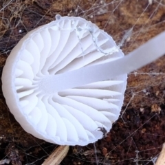 Mycena sp. (genus) (Mycena) at Dunlop, ACT - 9 Apr 2020 by Kurt