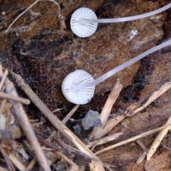 Mycena sp. at Molonglo River Reserve - 9 Apr 2020 02:11 PM