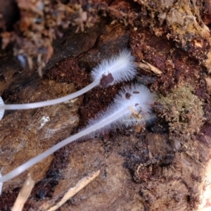 Mycena sp. at Molonglo River Reserve - 9 Apr 2020 02:11 PM