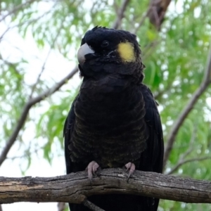 Zanda funerea at Dunlop, ACT - 9 Apr 2020 12:19 PM