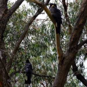 Zanda funerea at Dunlop, ACT - 9 Apr 2020