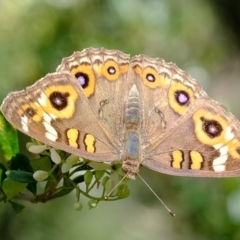 Junonia villida (Meadow Argus) at Dunlop, ACT - 9 Apr 2020 by Kurt