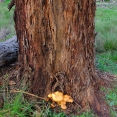 Gymnopilus junonius (Spectacular Rustgill) at Hawker, ACT - 9 Apr 2020 by Kurt