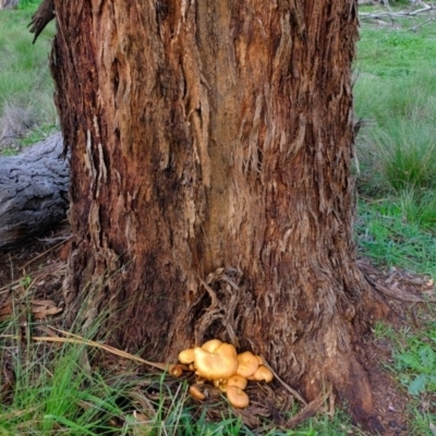 Gymnopilus junonius (Spectacular Rustgill) at Hawker, ACT - 9 Apr 2020 by Kurt